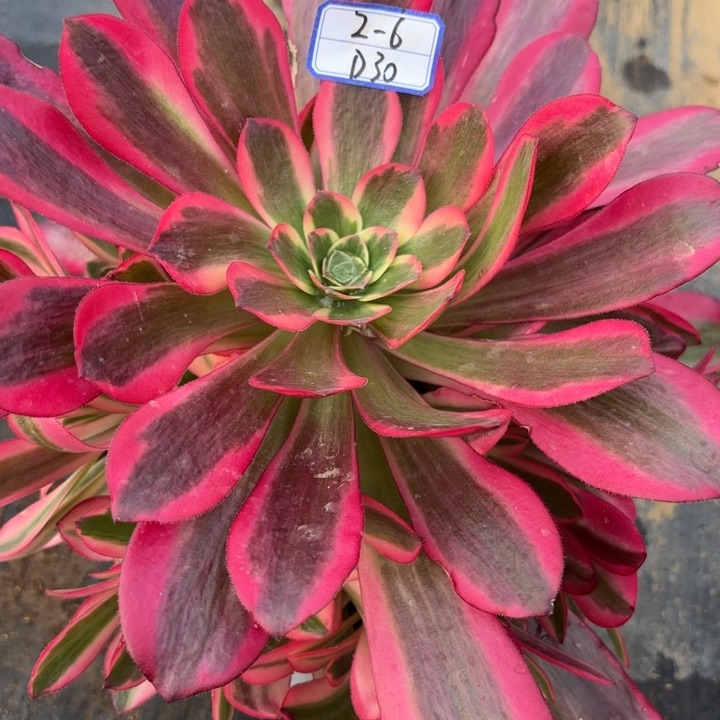 凤冠多肉断枝不包30