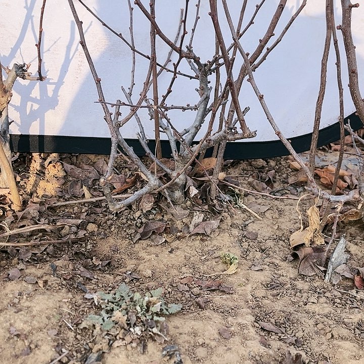 无花朵无花朵无果实