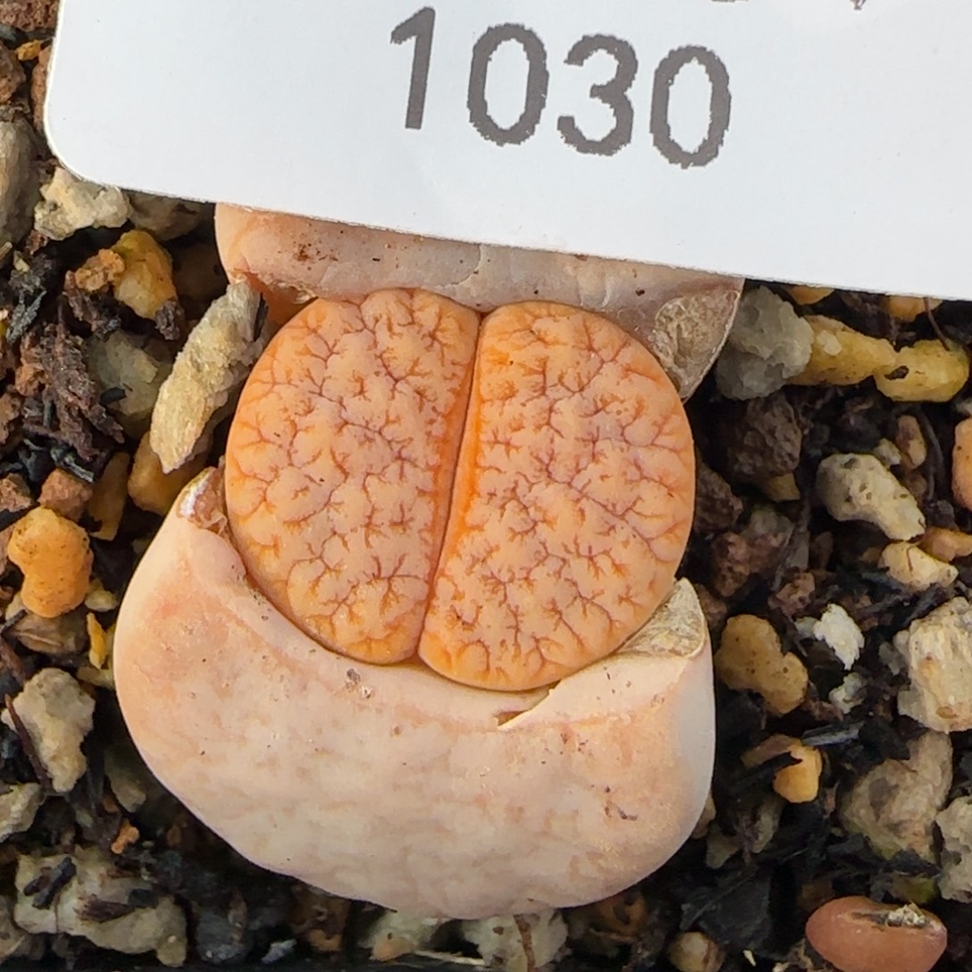 1030。默认脱土。18包邮。偏远88包邮