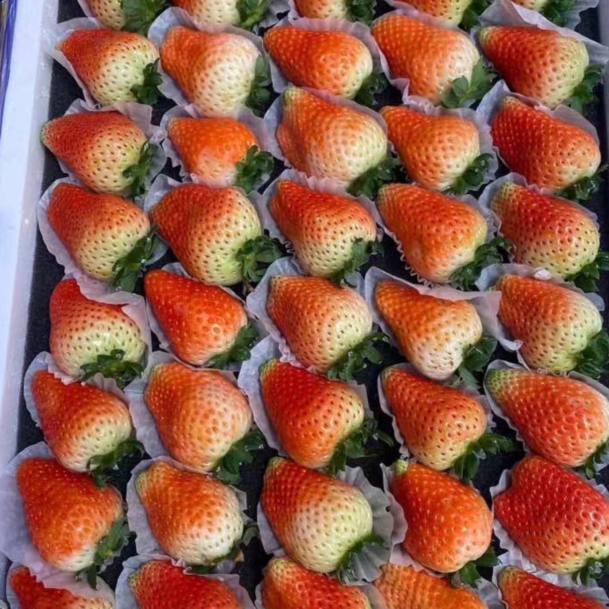 丹东草莓大平板 免费配送到家