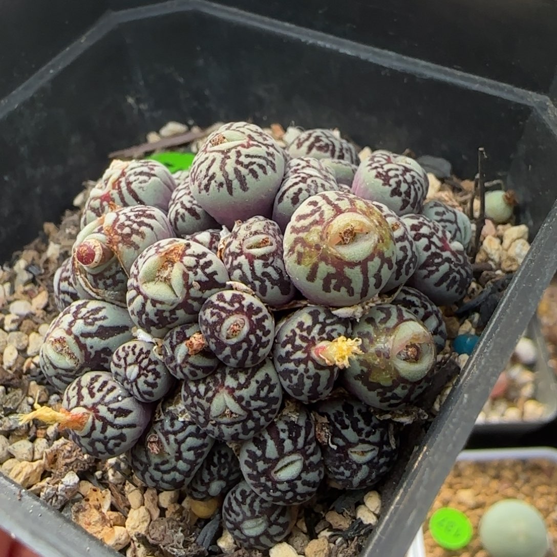 大嘴巴超墨群40头以上多肉12