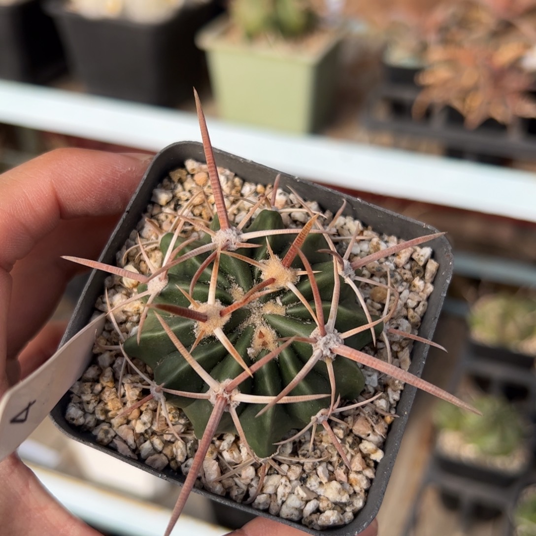 实生凌波 脱土发货 