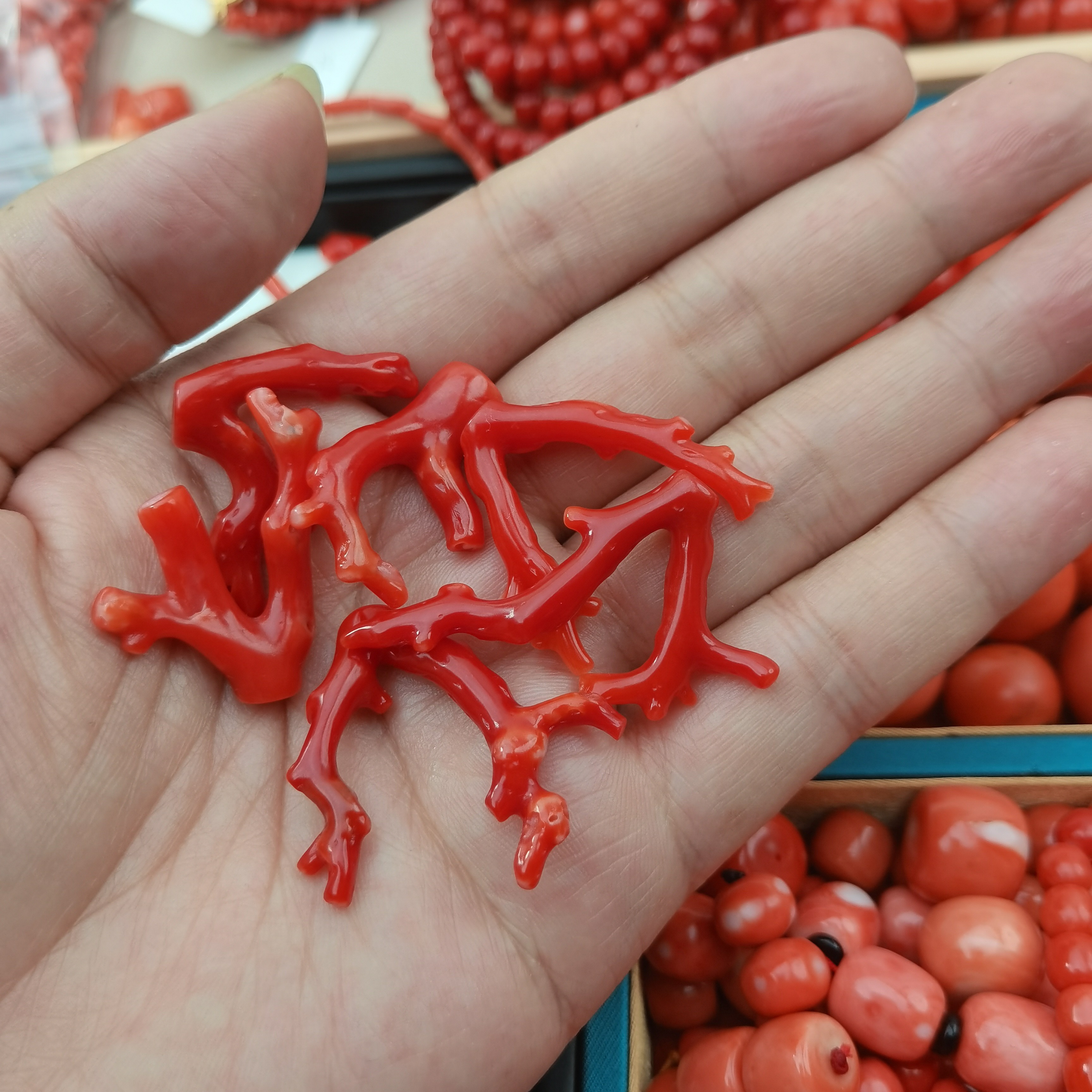 天然珊瑚天然阿卡800