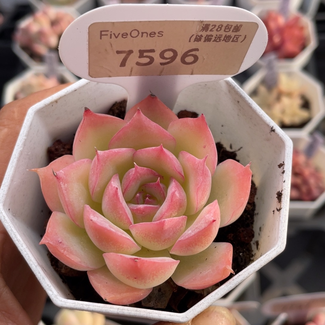 侧影7596-5.0厘米