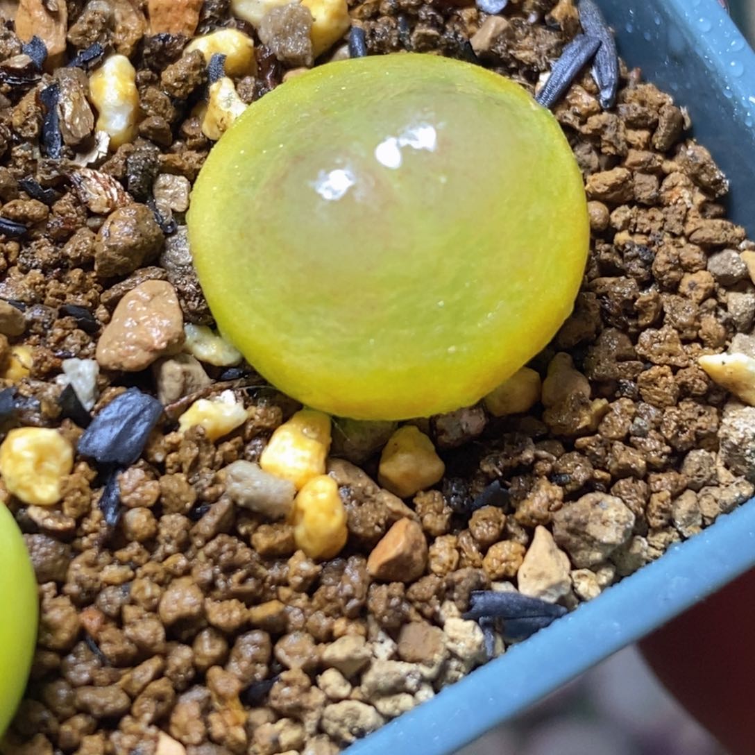 1.5cm拉登1.5cm拉登