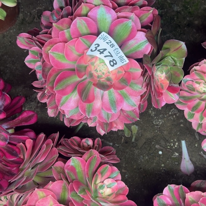 3478女巫多肉植物