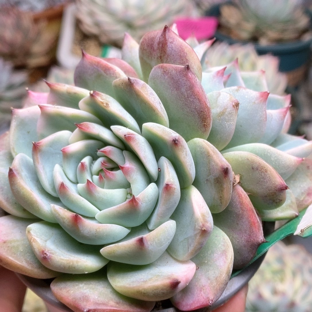 737锦锦锦锦锦锦锦锦