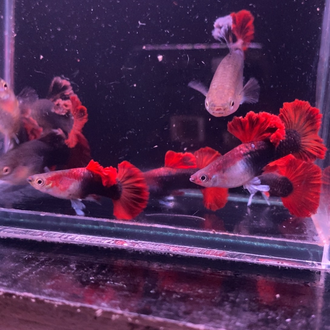 永***爽孔雀鱼菊花帆压成四对