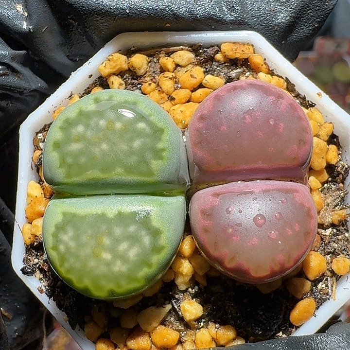 生石花3:：：：。 52号