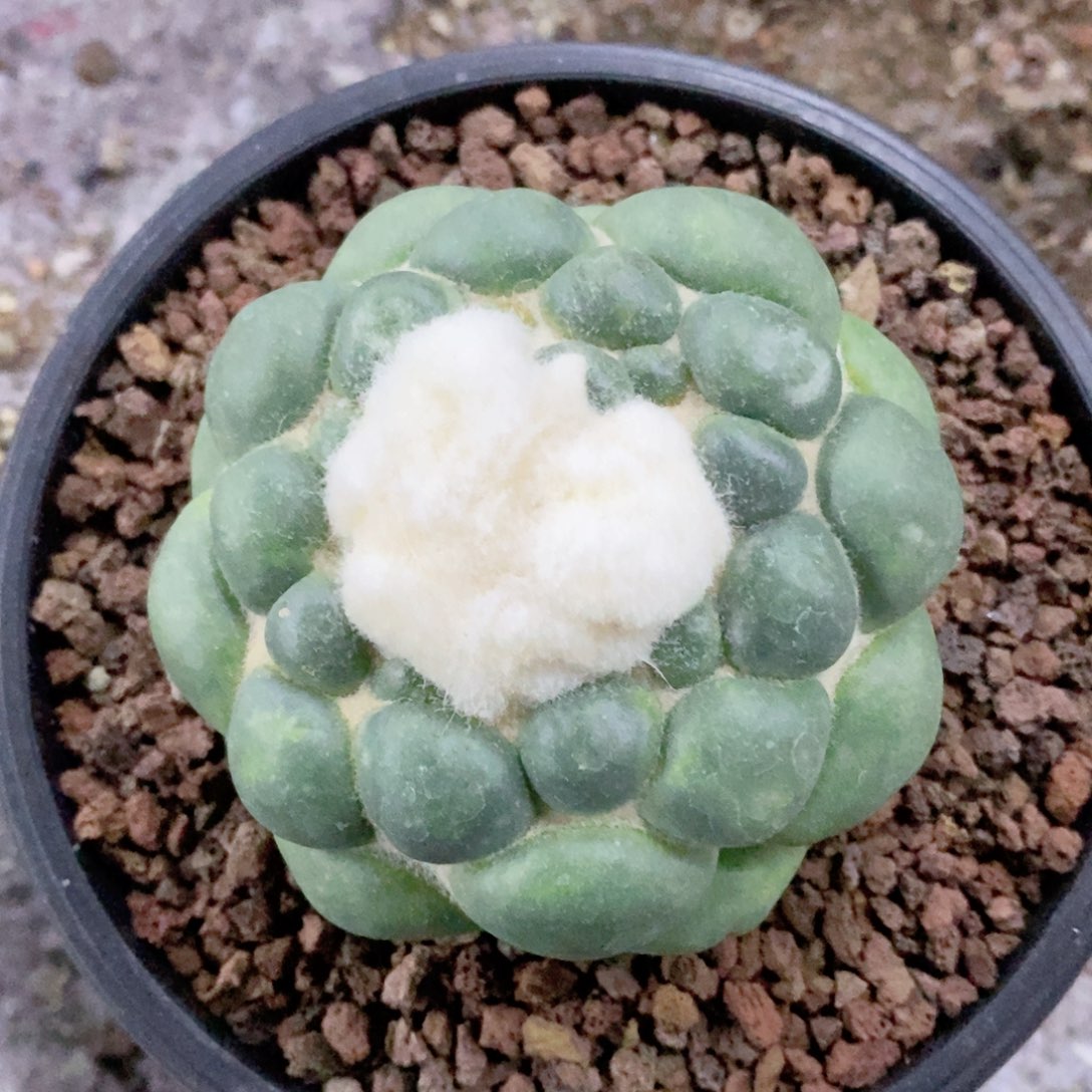 你***注仙人球撤呀自根老板根带盆