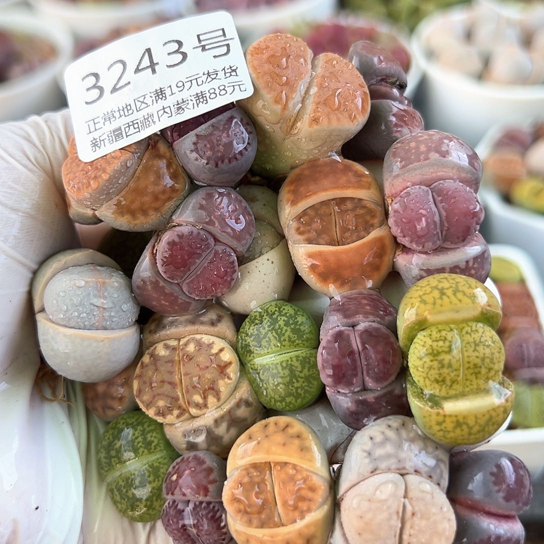 好养易活生石花大母本3243共20颗