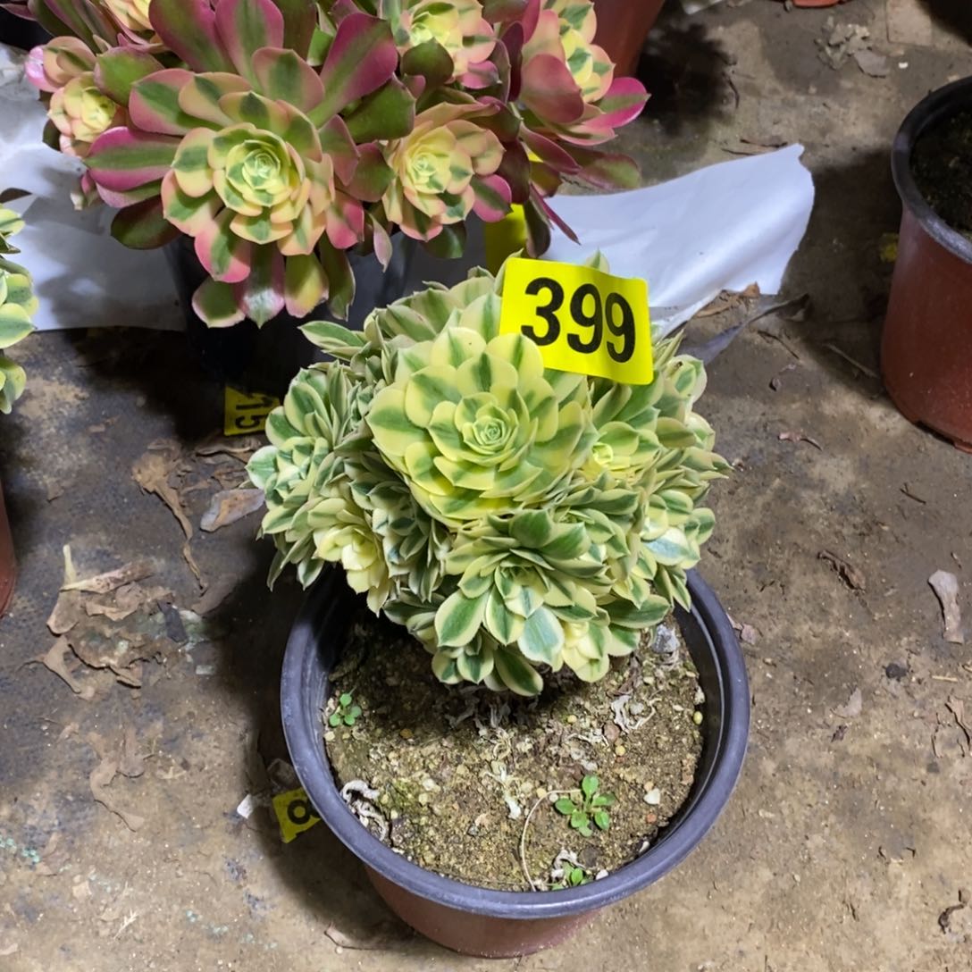 迈巴赫多肉法师399