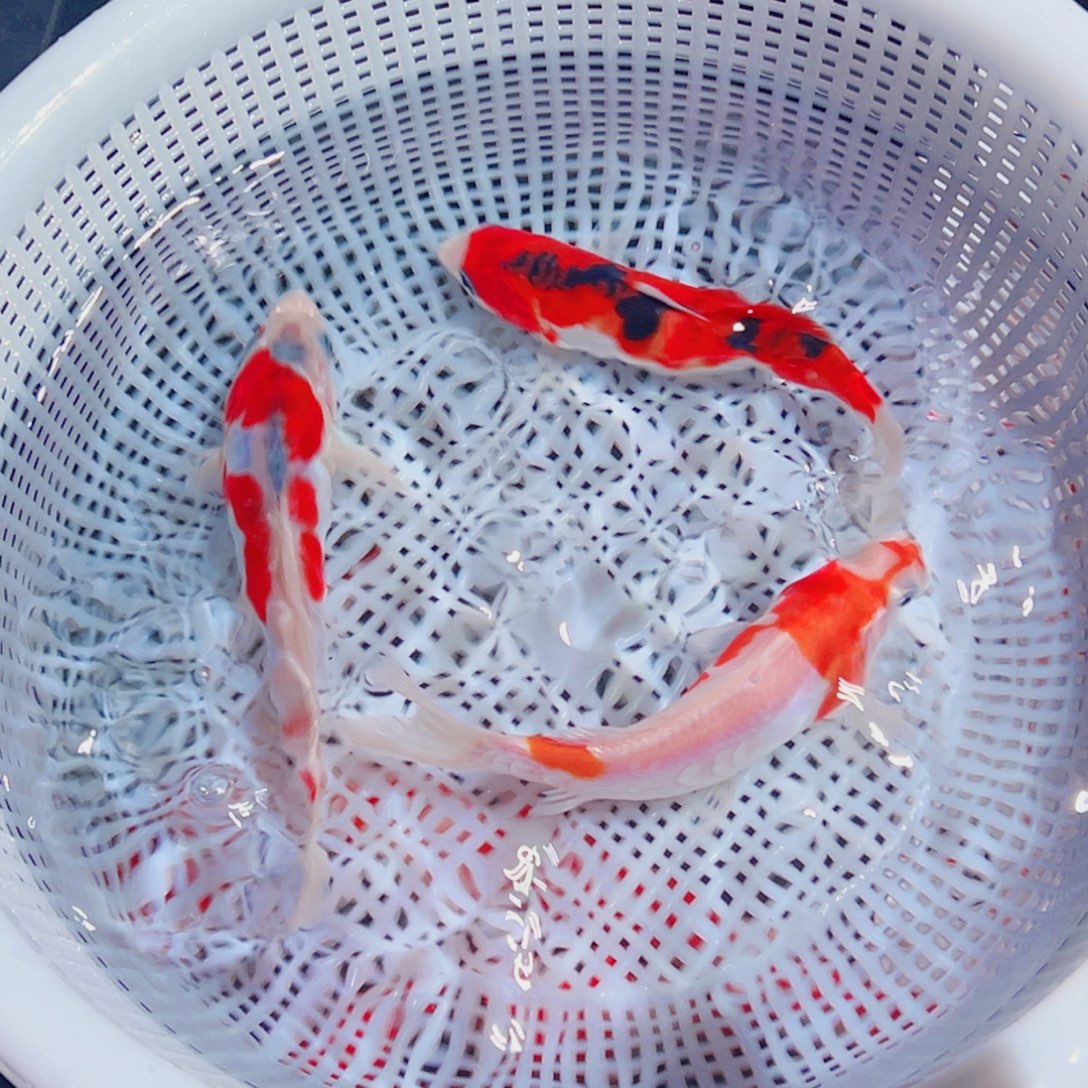 锦鲤锦鲤观赏鱼1111