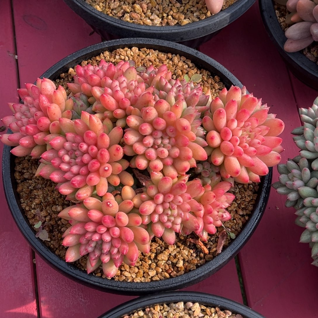 二代虞美人一物一拍