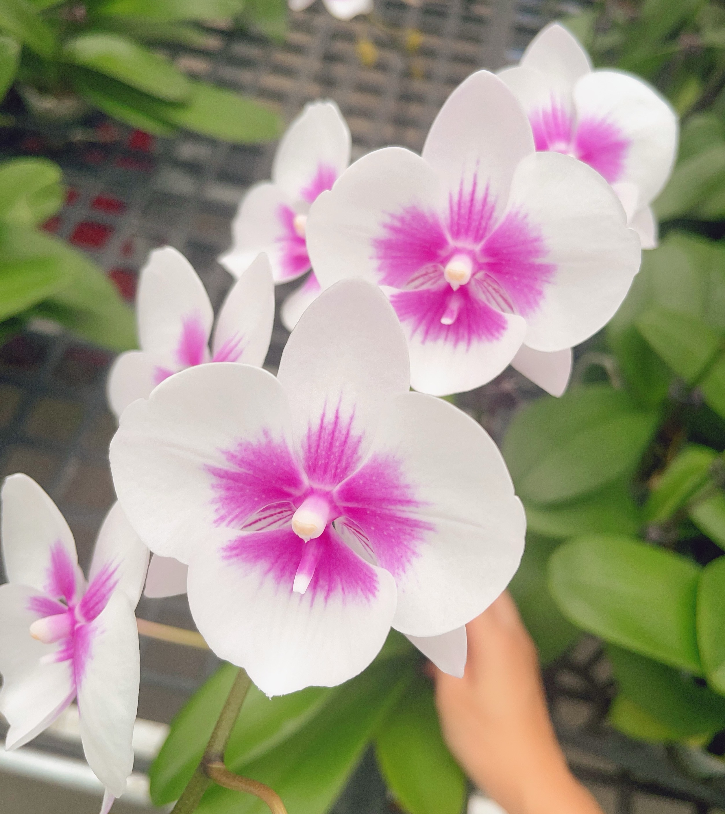 05【凤凰鸟】中大花型.精品蝴蝶兰.室内植物