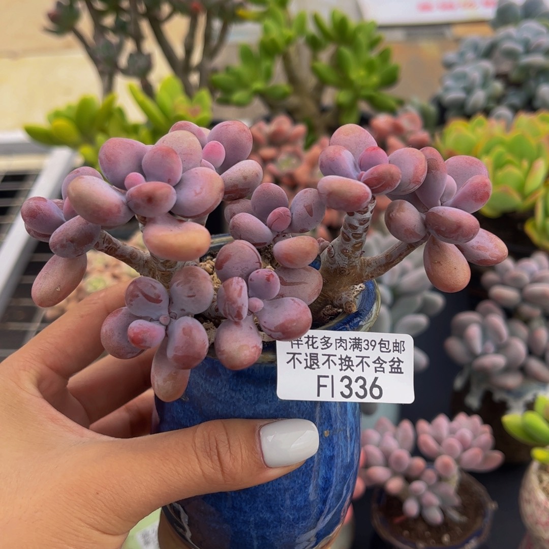 336-腰子桃蛋树11cm