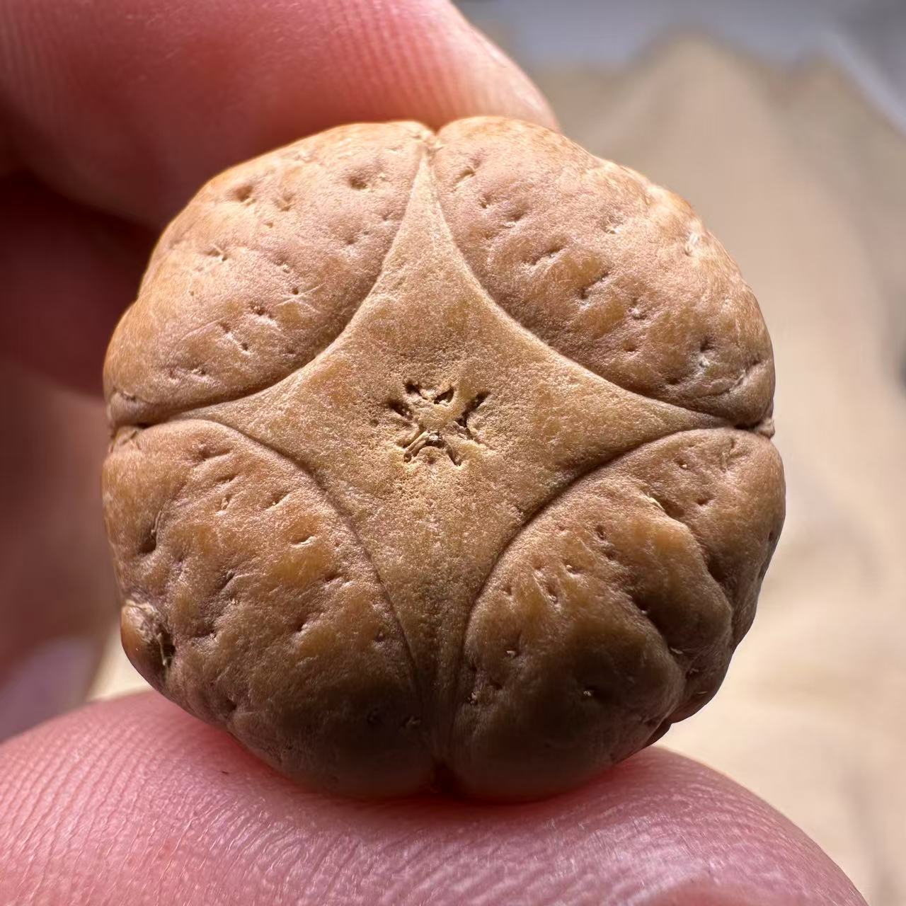 尼泊尔麒麟眼菩提，尺寸23，sss系列，货号S97
