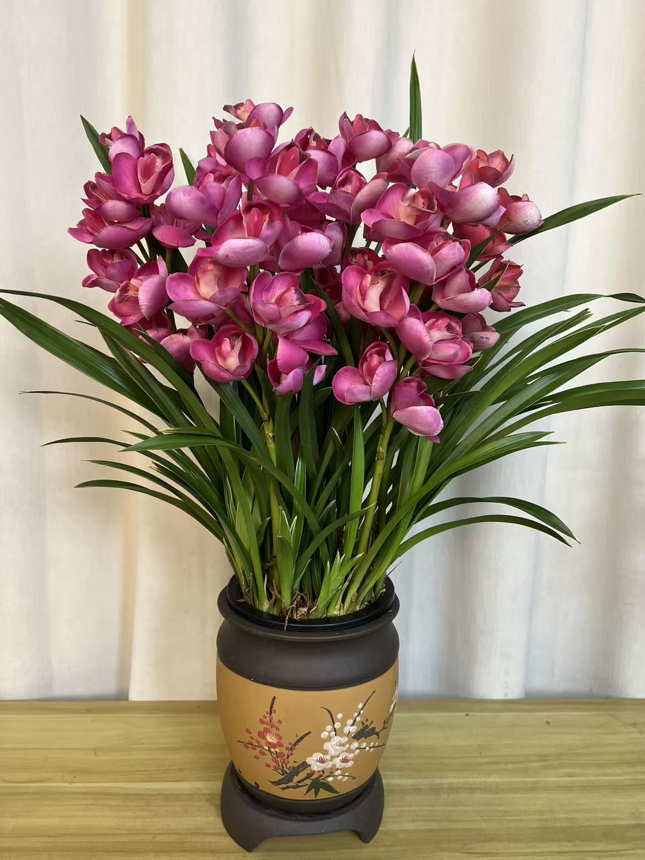 精品高端名贵兰花【红宝石5-6花剑】花卉室内外好养四季开花浓香！