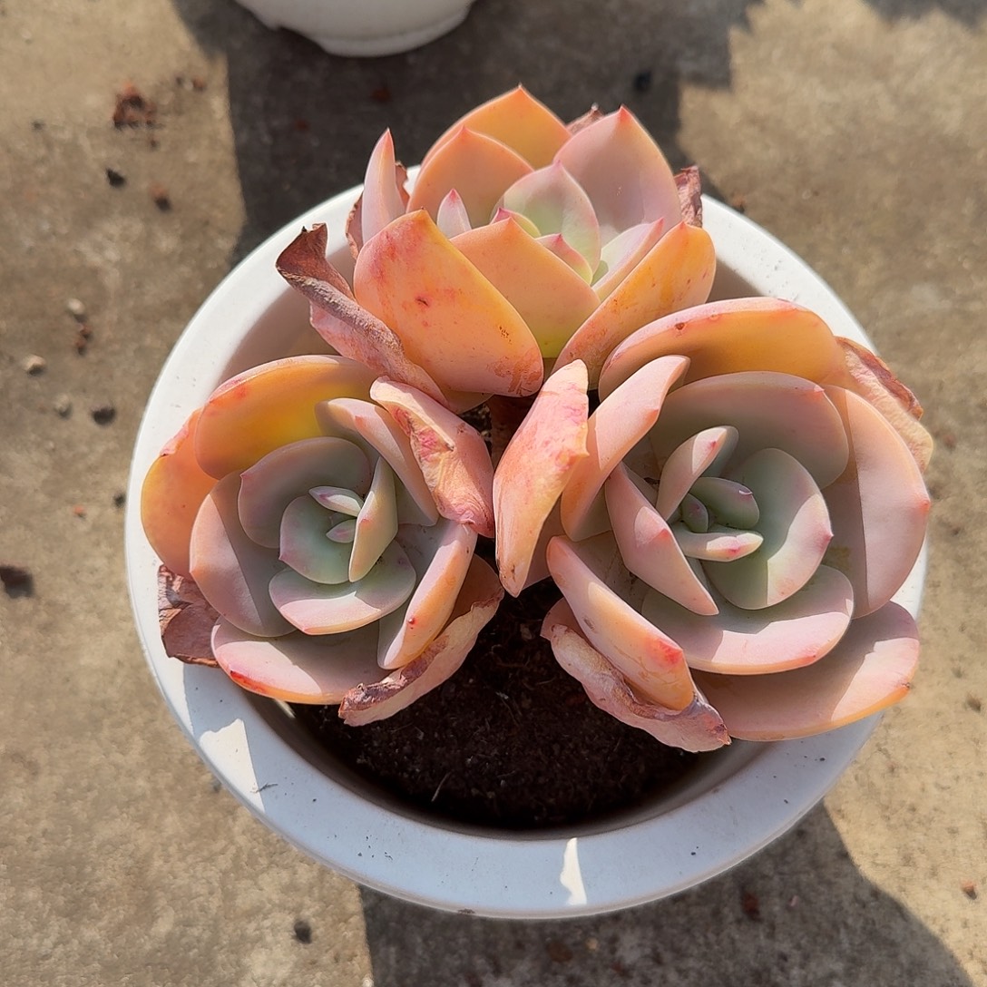 小****白凤多肉植物一颗