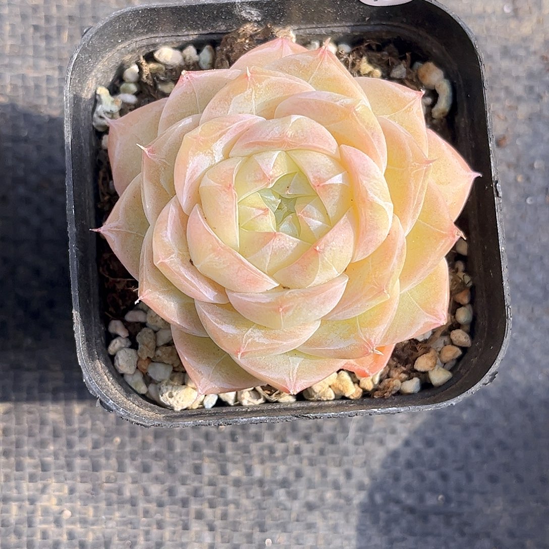 156一物一拍 夏末