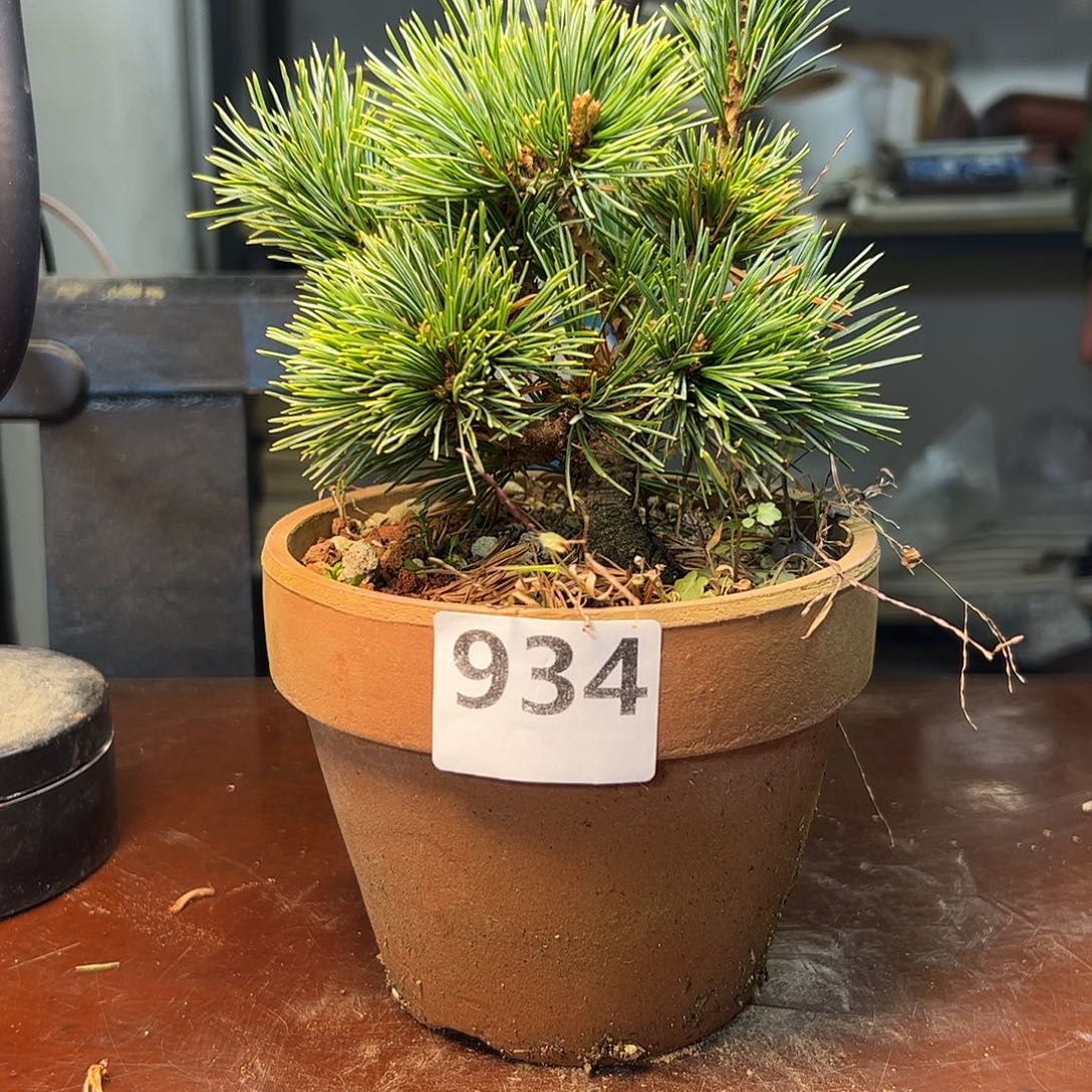 无花朵健健康康快乐