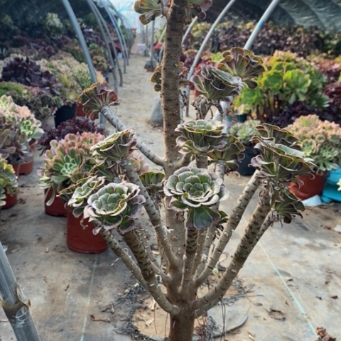 拉丝景多肉植物055