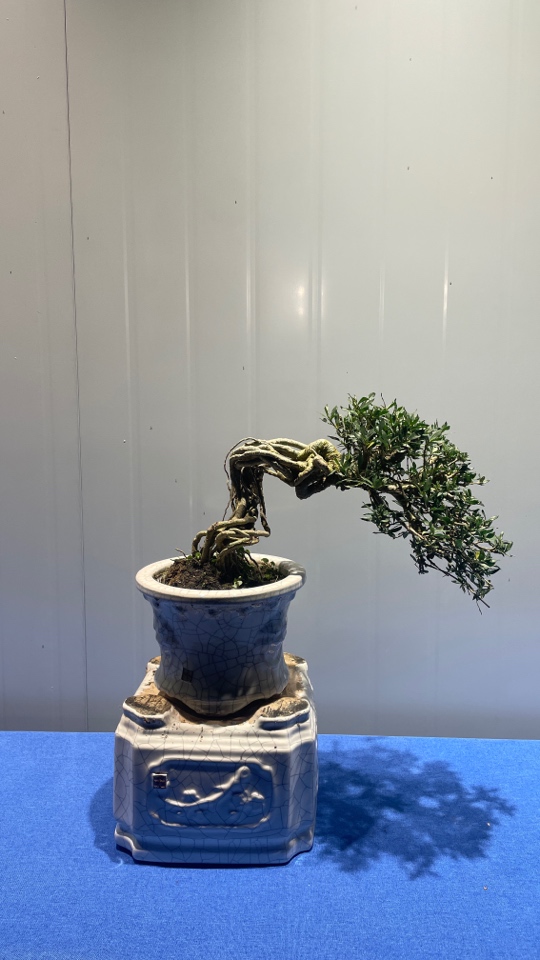 栀子花黄杨榆树等各类盆景绿植（直播间一物一拍喊到名字去付款）