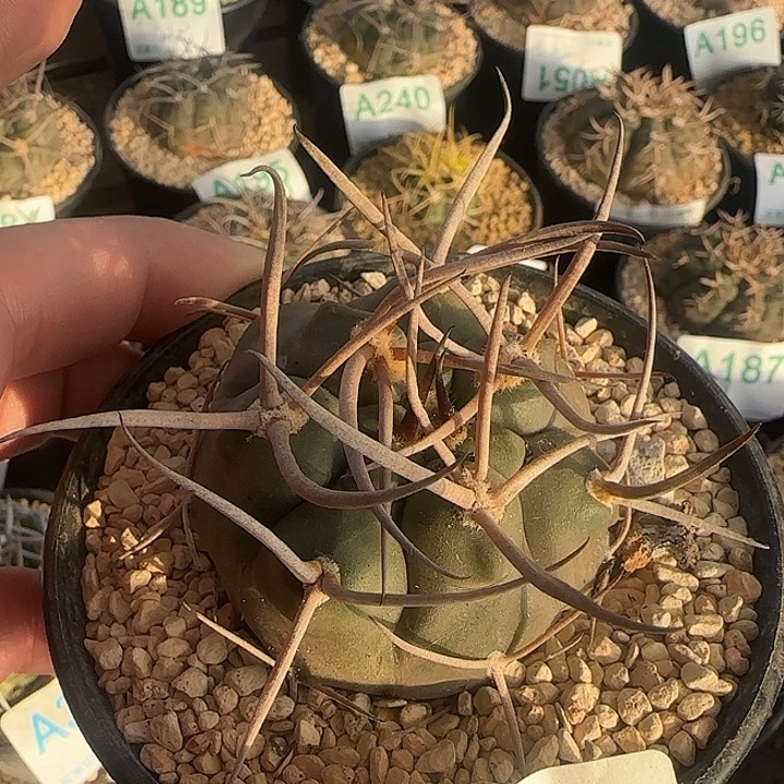 摩天龙 实生仙人球153