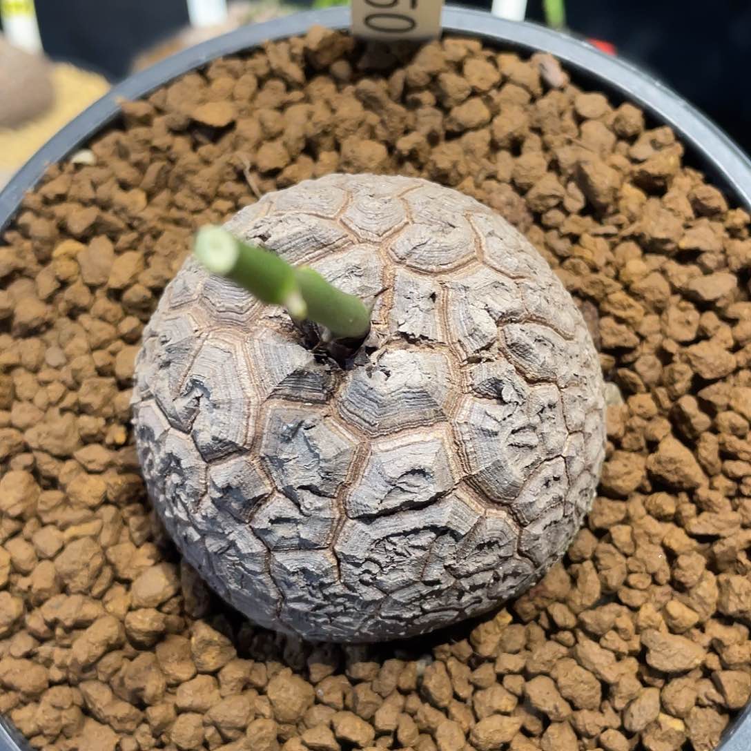 1150龟甲龙6.6厘米不退换