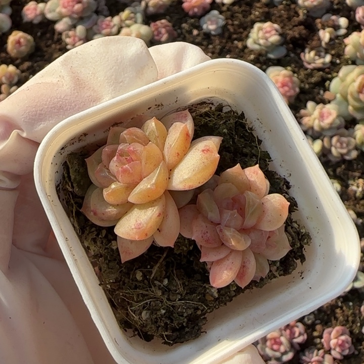 号王者系列多肉一盒