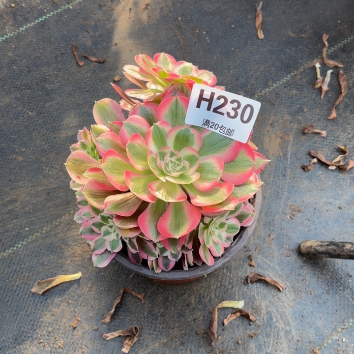 瑞妈，，，。。。。230布，