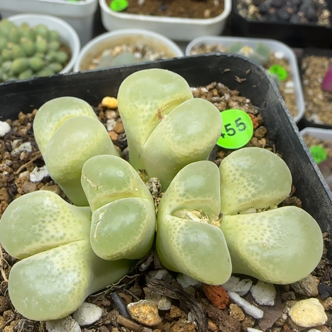 风铃群多肉植物455