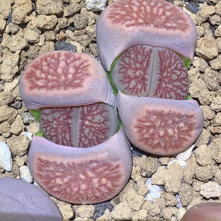 精品多肉植物红纹菊化石