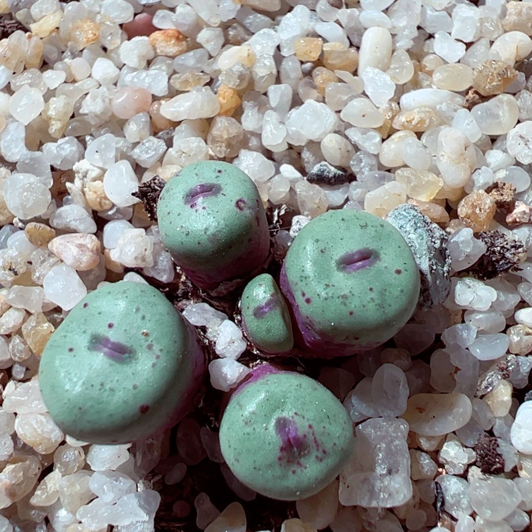 1112-448多肉多日红嘴