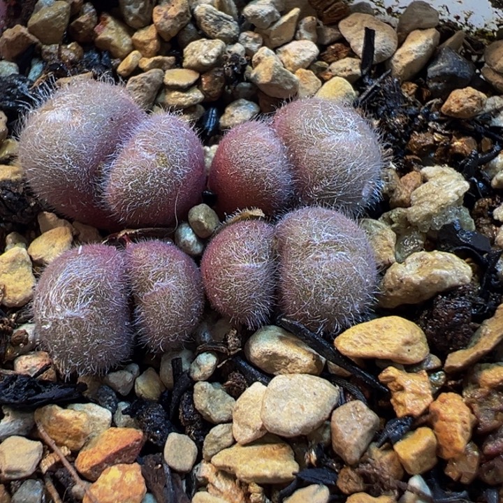 786多肉植物种类多样