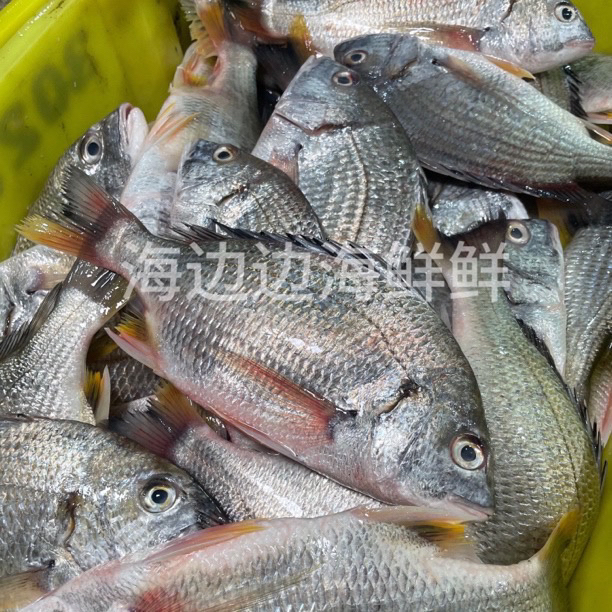 H广东汕尾本港野生海捕黄翅鲷