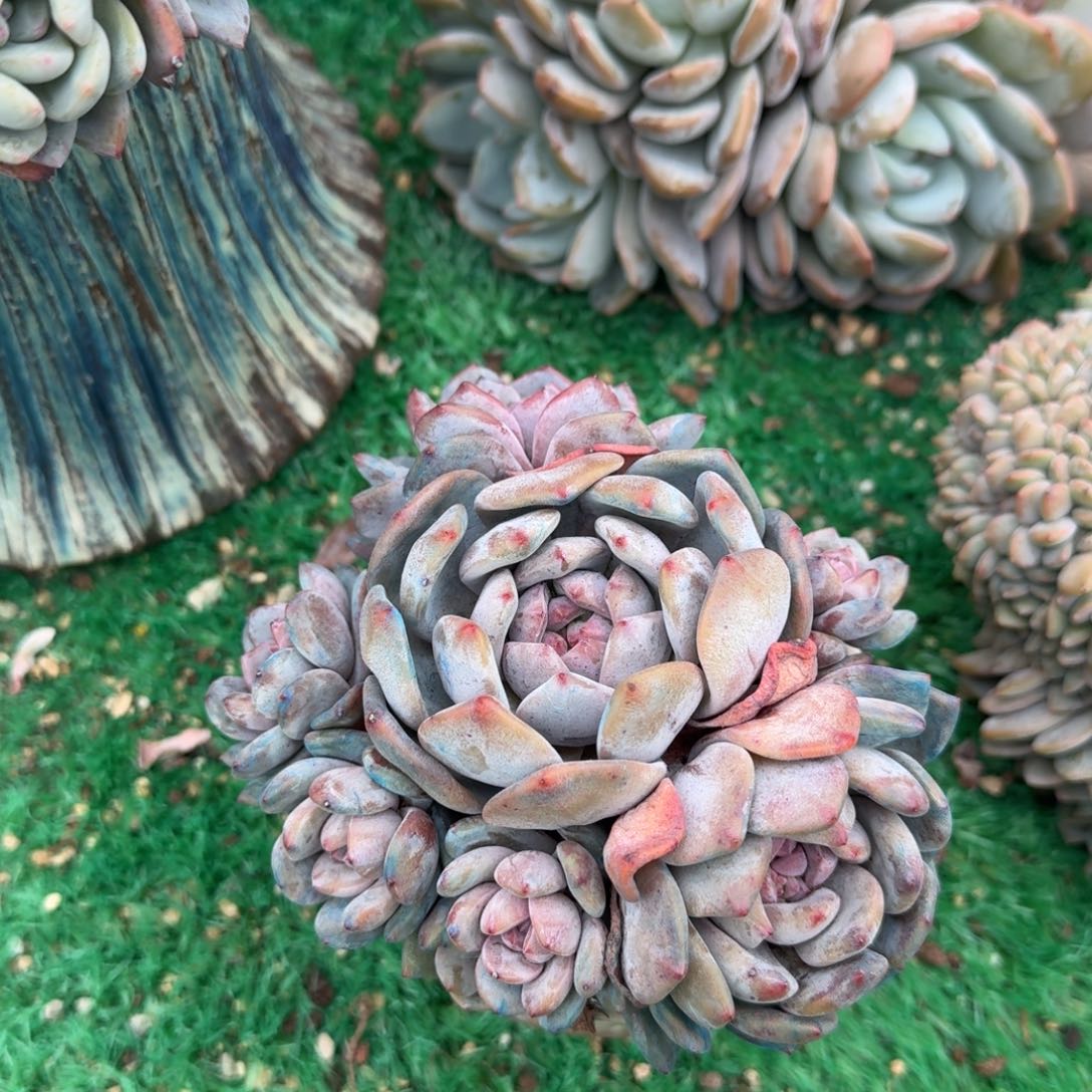 星影石榴籽无砍呀呀