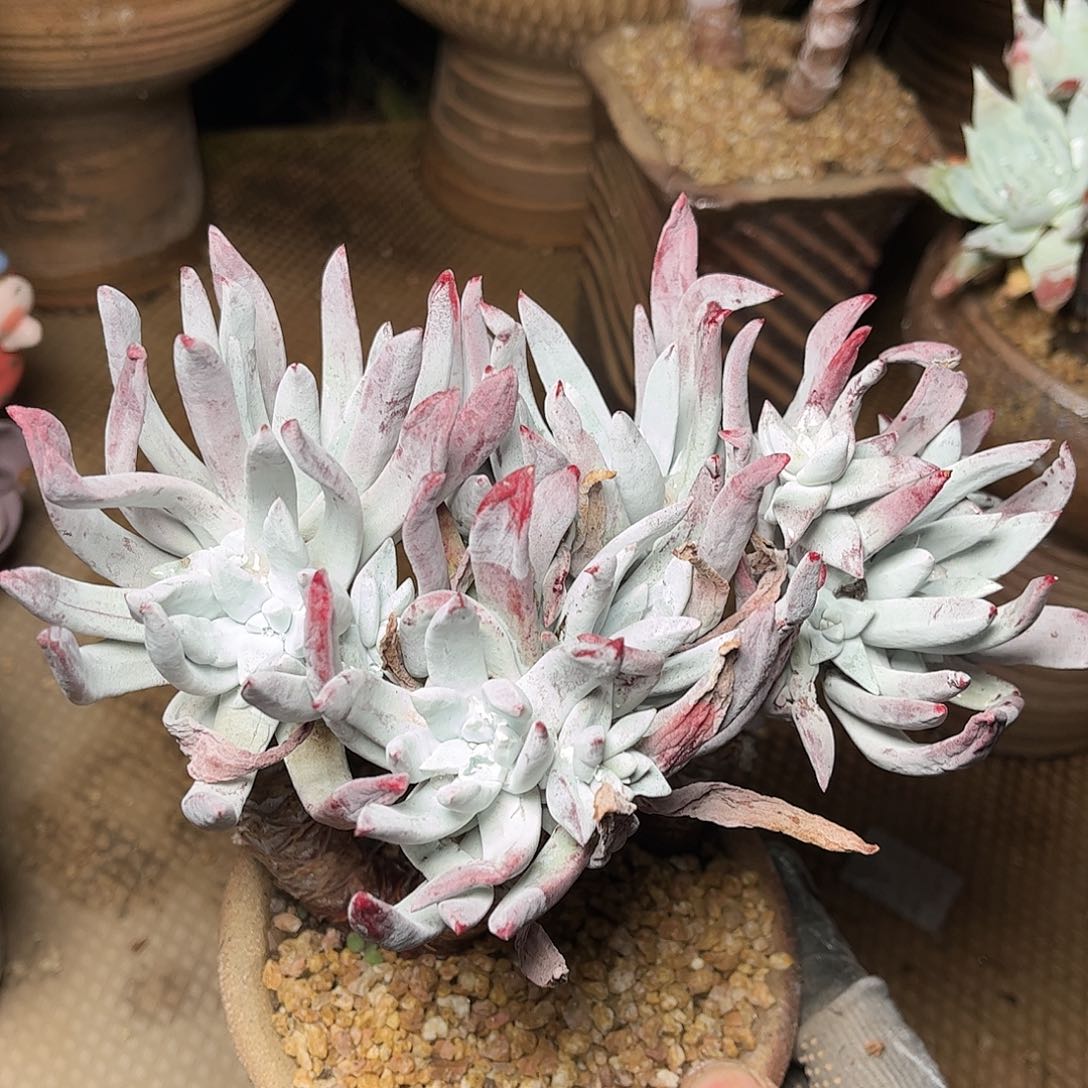 @*二2428除霜仙女杯多肉