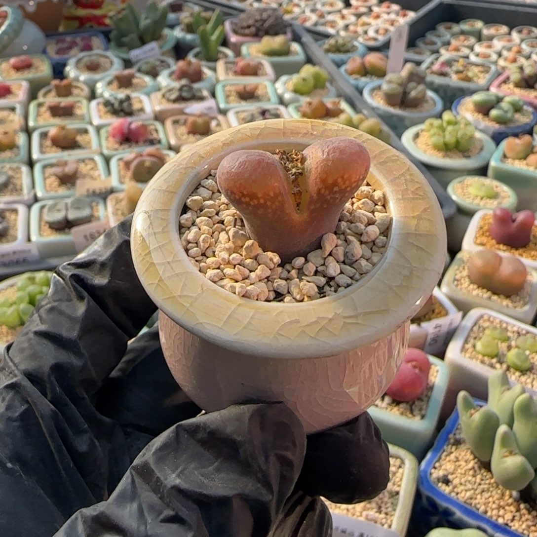 4230--一物一拍 带盆