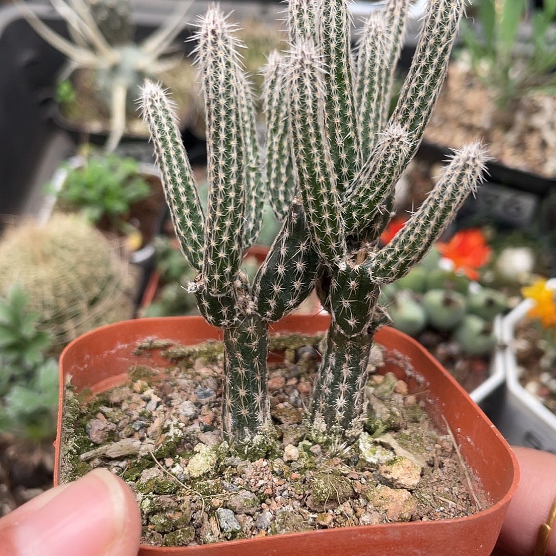 508银柳仙人球（满18元包邮）