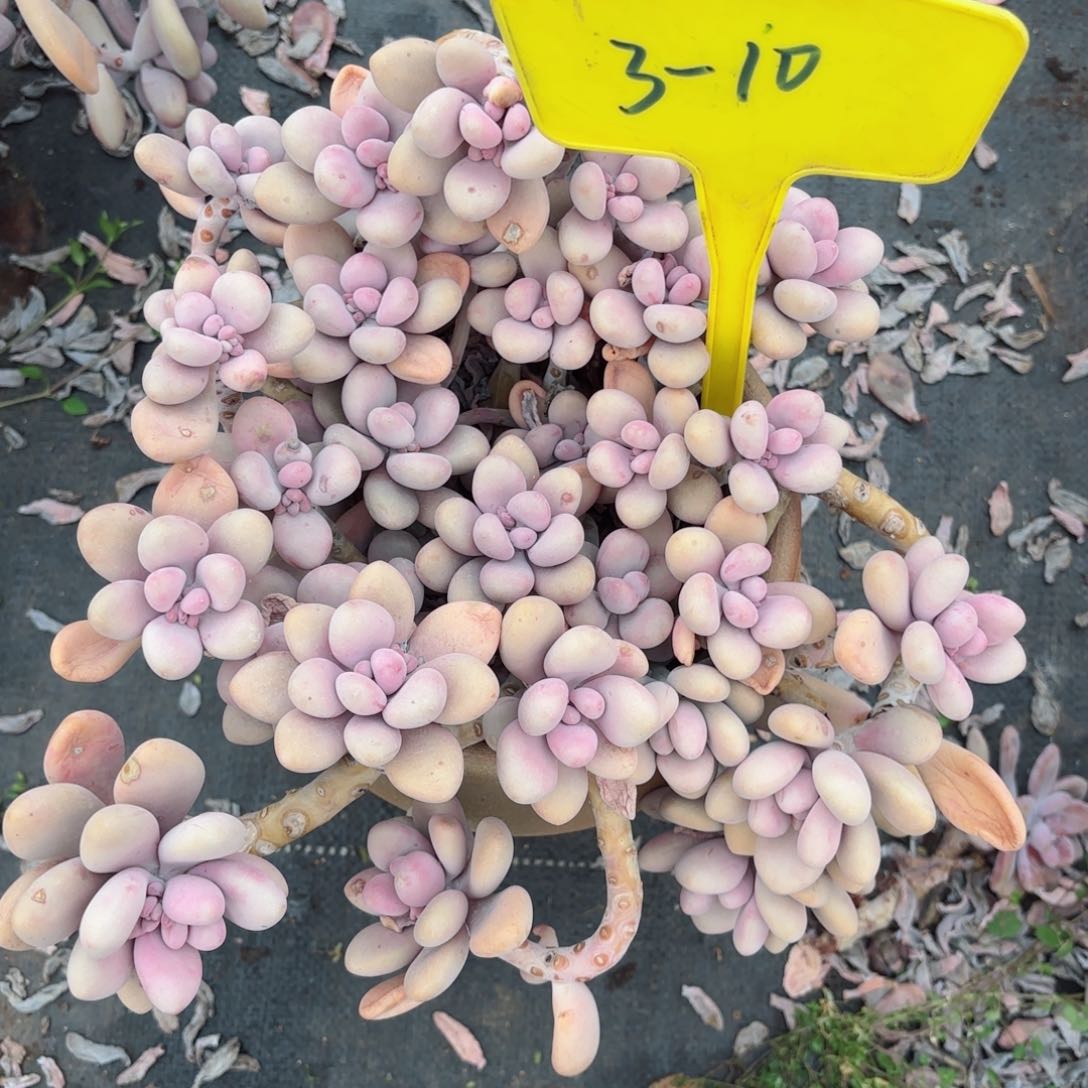 娇***?桃蛋3-10。    