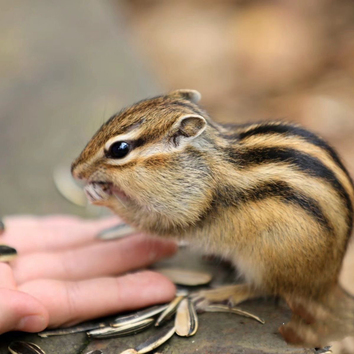 小金花花栗宠物金花幼崽可爱松鼠守宫