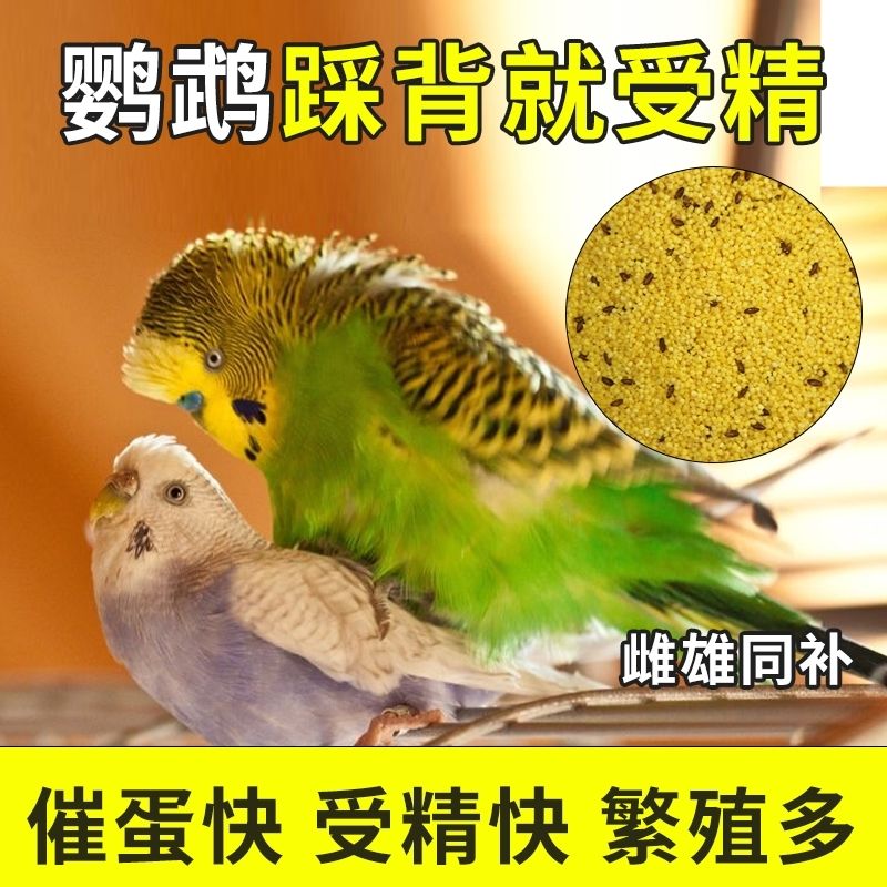 蛋小米鸡蛋米鹦鹉繁殖饲料鸟食无壳黄炒小米促进踩背玄凤牡丹营养