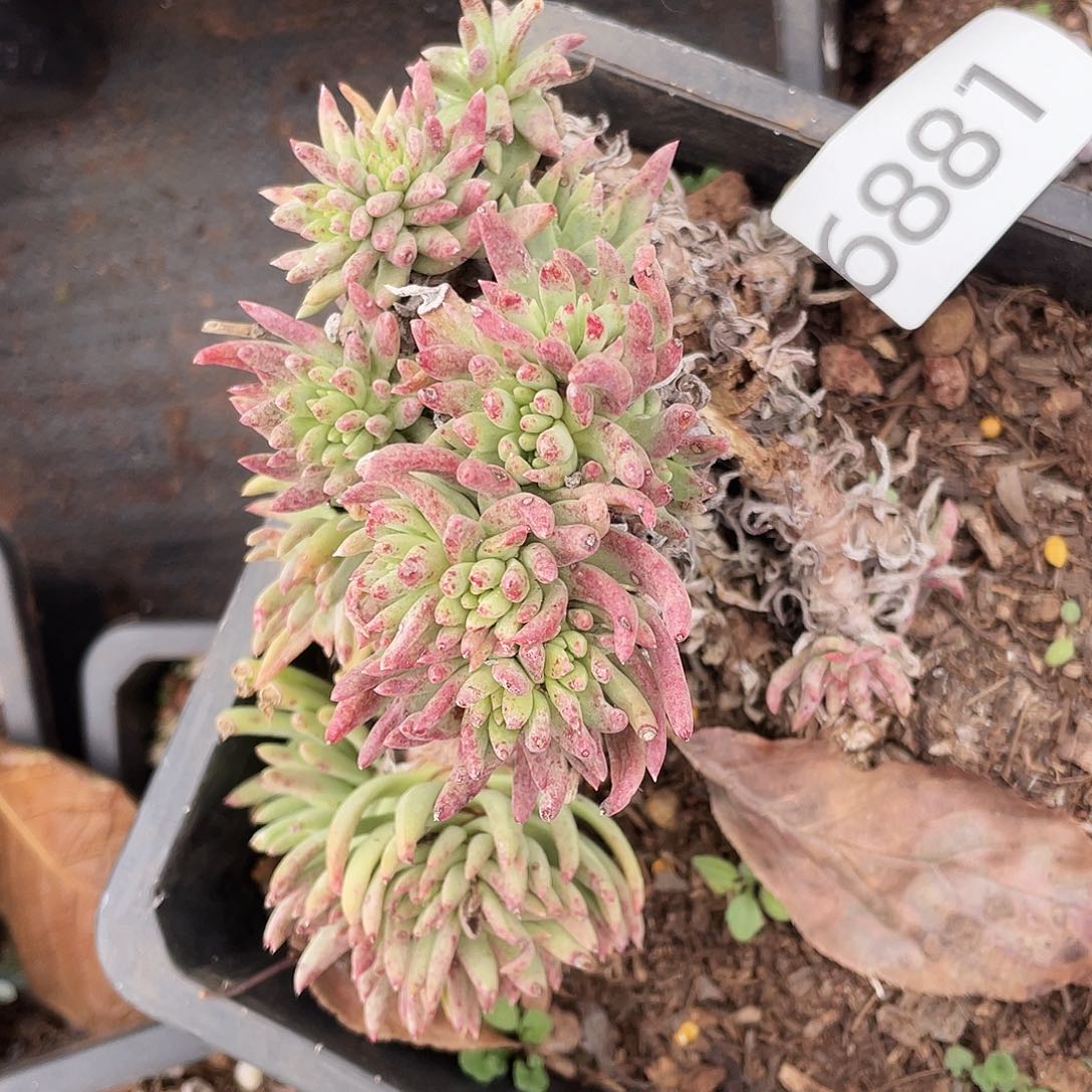 瑕疵特价不售后6881