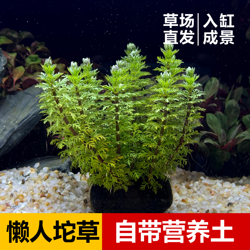 【小宝塔坨草】懒人水草 带根发货 无需底沙  净化水质入缸成景