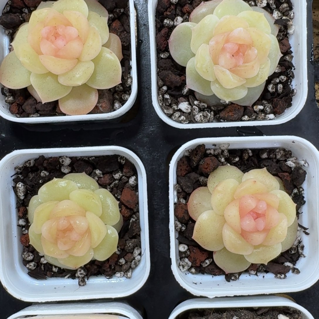 1208-109-余晖单头一颗量拍