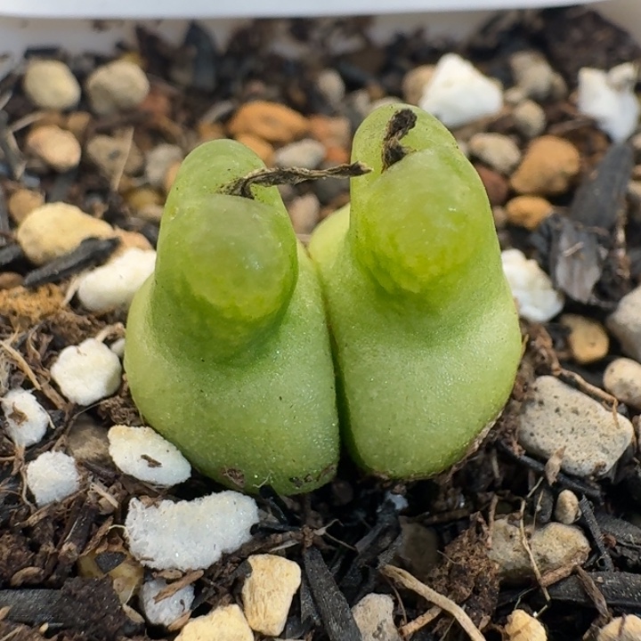 38 大型小葫芦。    