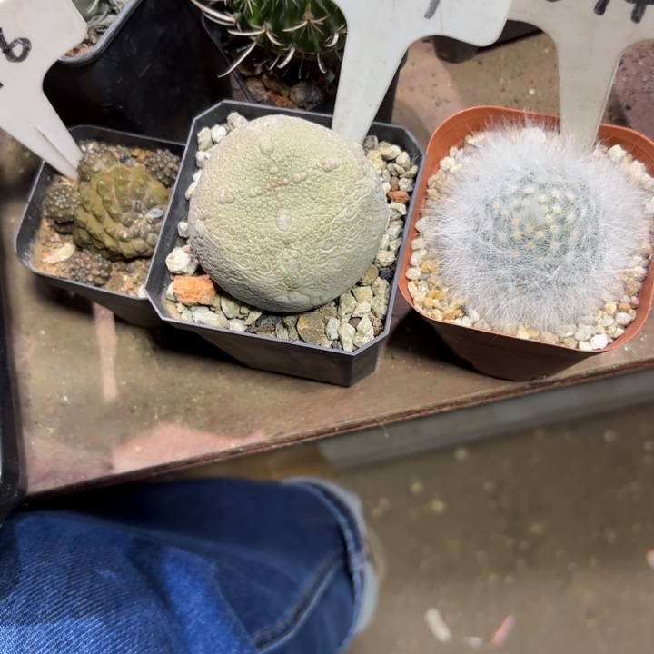 离***扇8014 1027 676三个好养