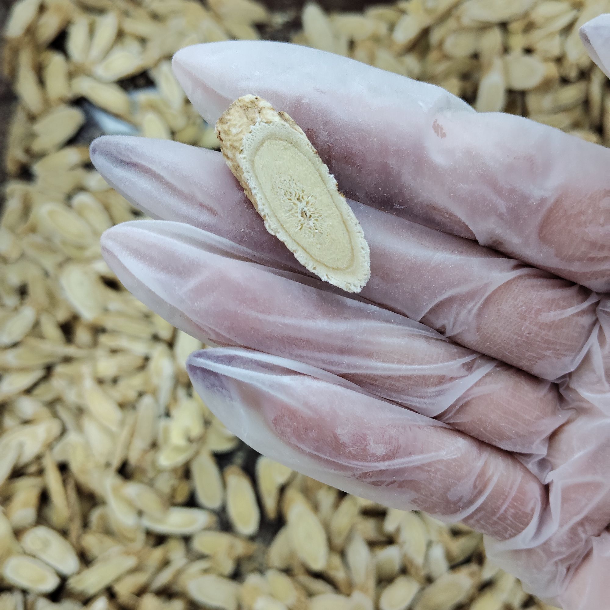 黄芪切片！适合煮水炖汤