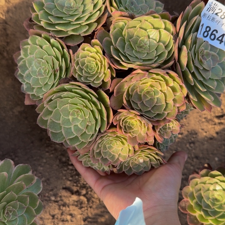 18646莲花座多肉植物